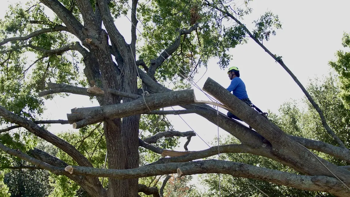 Professional Hazardous Tree Removal performed by certified arborists in Rice